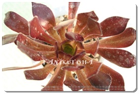 @tAAGIjE- Aeonium arboreum cv. Atropurpureum