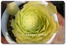 PЂ߂߂傤AAGIjE- Aeonium tabuliformevar. minima