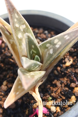 c,悾ɂAAG-Aloe variegata