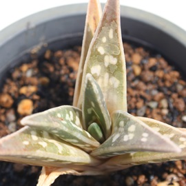 c,悾ɂAAG-Aloe variegata