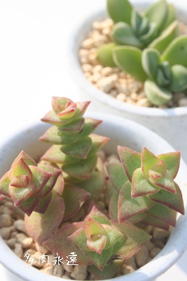 \AイڂANbX-Crassula perforata var.'JYUJIBOSI'