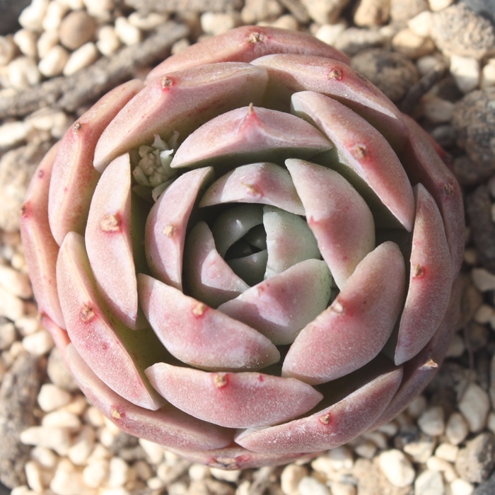 エルマノ,エケベリア属-Echeveria Elmano