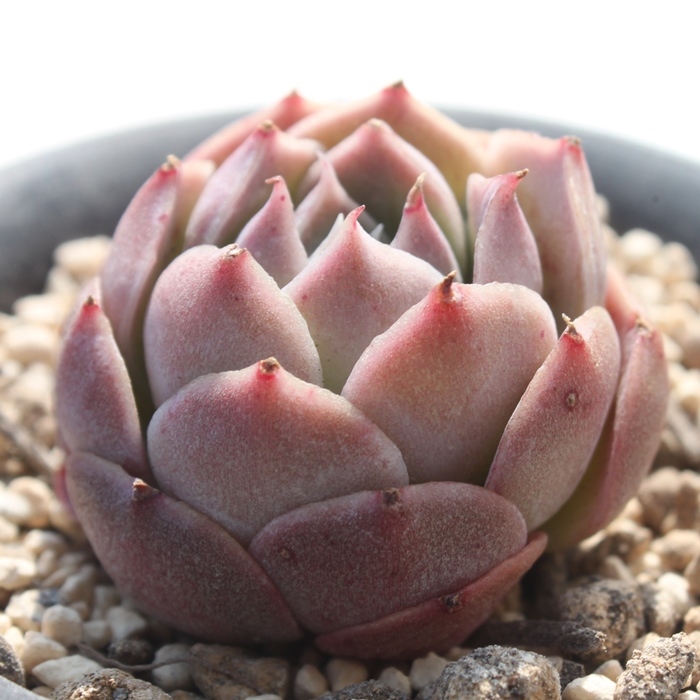 エルマノ,エケベリア属-Echeveria Elmano