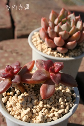 RvbVJEXAGPxA-Echeveria compressicaulis