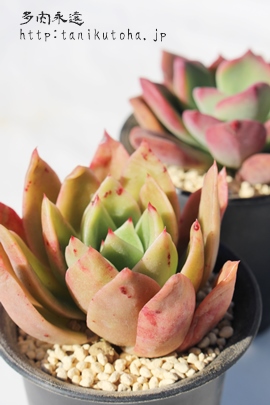 Nx,GPxA-Echeveria cv Crarabell