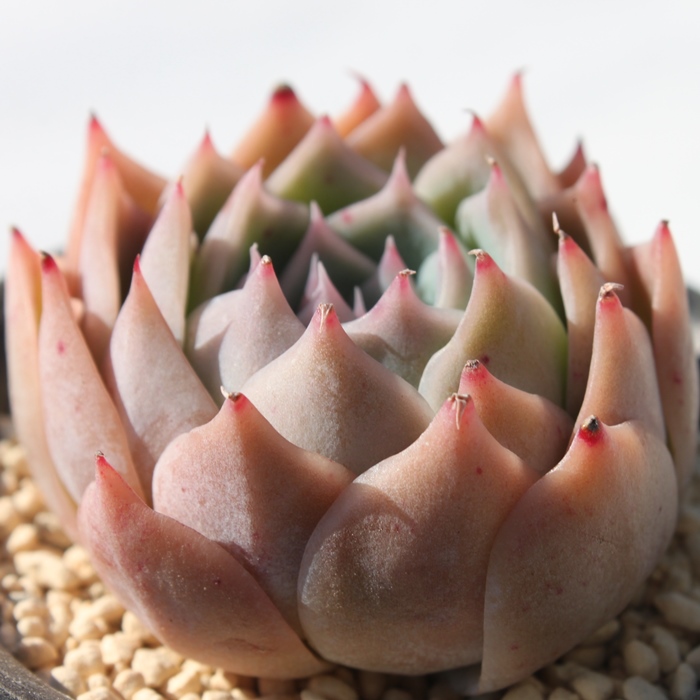 NC[ZX,GPxA-Echeveria Qween Sence