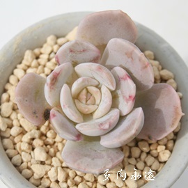 j[AGPxA-Echeveria runyonii