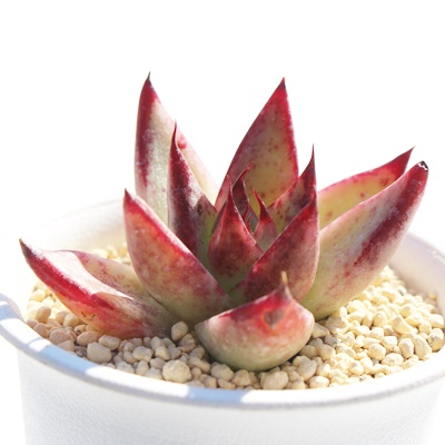 bhG{j[,bhG{j[ĕ,bhG{j[ʔ,bhG{j[ĕ₵,bhG{j[gt,bhG{j[t,Echeveria red evony,iɂƂ