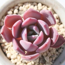 XoqiAGPxA-Echeveria cv 'SUBALPINA'