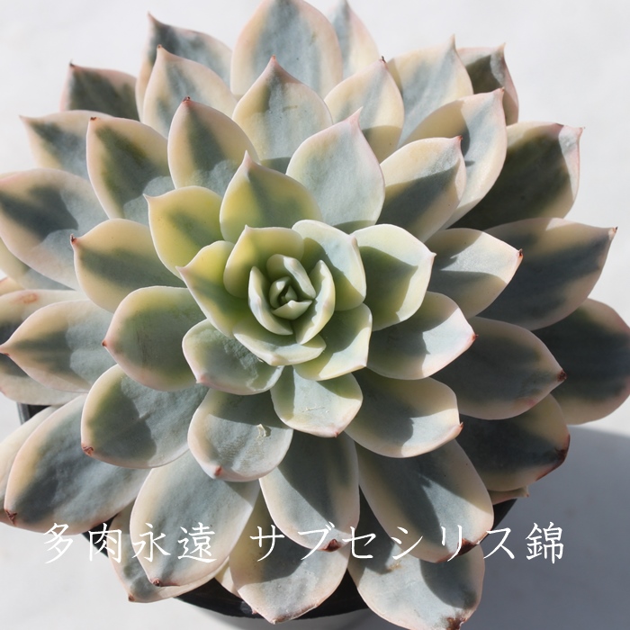 TuZVX,TuZVXђʔ,TuZVXэgt,TuZVXшĕB₵,TuZVXщ,GPxA-Echeveria cv peacockii Subsessilis