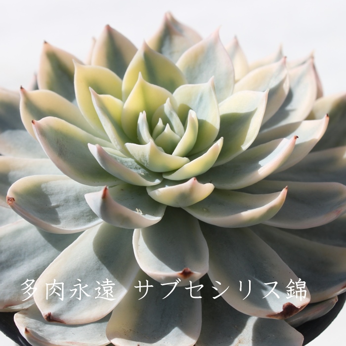 TuZVX,TuZVXђʔ,TuZVXэgt,TuZVXшĕB₵,TuZVXщ,GPxA-Echeveria cv peacockii Subsessilis