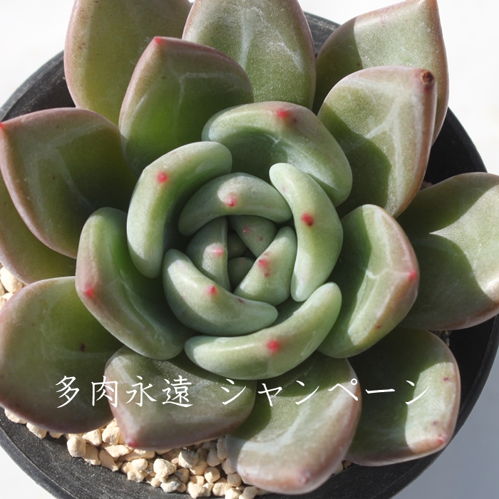 Vy[,Vy[ʔ,Vy[gt,Vy[ĕB₵,Vy[,GPxA-Echeveria cv Champagne