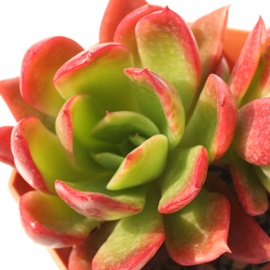 сAɂAGPxA-Echeveria 'TUKINISIKI'