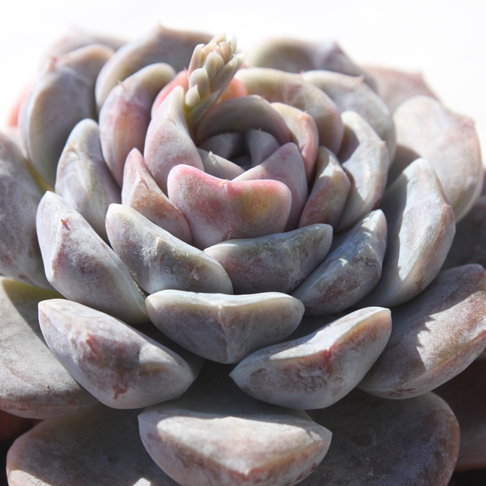 ^Cj[o[K[AGPxA-Echeveria Tiny Burger