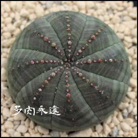 IxT,[zrA,IxTʔ,IxTĕB₵,[zrȂ蕨,IxT̔,JXj,zj,aj,Vzj,hV̓,-Euphorbia obesa,iɂƂcuctus and succulents onlineshop from japan-TANIKUTOHA