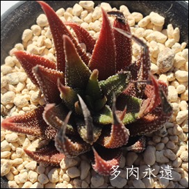 ̐,nI`A,̐̒ʔ,JXj,zj,Vzj,hVj,܎Oj,o^CMtg,iwj,nI`A-Haworthia attenuata.