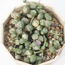 ΂̗,݂ǂ̂ɂAZlVI-Senecio rowleyanus varieagata