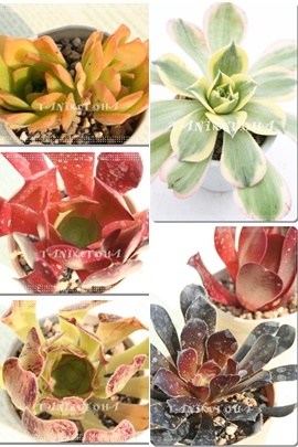 AGIjEZbg5̔,AGIjEZbg5ʔ,AGIjEZbg̔̔,AGIjEZbg̖≮ʔ,AGIjEZbg̔,i@ɂƂ́[cuctus and succulents onlineshop from japan-TANIKUTOHA