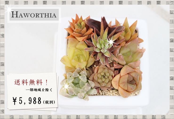 ハオルチアの寄せ植え販売,送料無料ハオルチア,多肉植物ハオルチアの寄せ植え通販,ハオルチアの贈り物,透明窓の贈り物,引越祝,入学祝,卒業式祝,母の日,父の日ギフト,多肉植物のプレゼント激安販売,多肉永遠　たにくとは