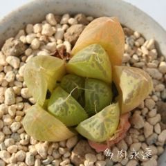 �R�A���N�^�[�^�@M�T�C�Y6cm�|�b�g