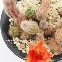 h 5.5cm|bg