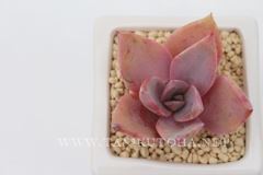  kTCY8cm|bg