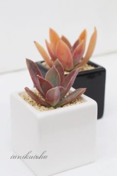 gCCgiOvgj kTCY8cm|bg