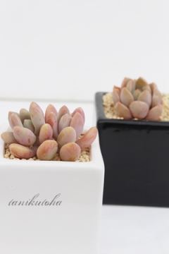 tVXR kTCY8cm|bg