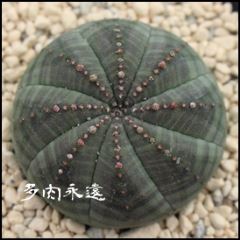 IxT LTCY8cm|bg