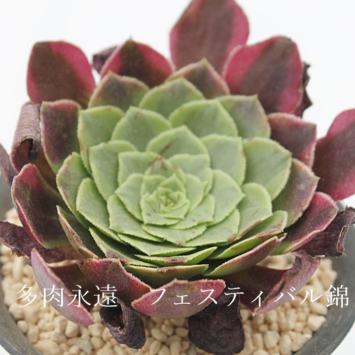 多肉植物 ＞ アエオニウム ＞ フェスティバル錦 Mサイズカット苗