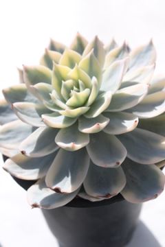 TuZVX MTCY7.5cm|bg