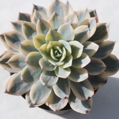 TuZVX MTCY7.5cm|bg