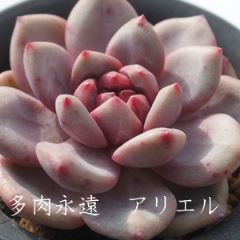 AG lTCY6cm|bg