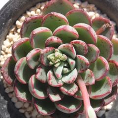 }WbNt@CA[ MTCY6cm|bg@