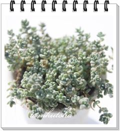urtHE kTCY8cm|bg