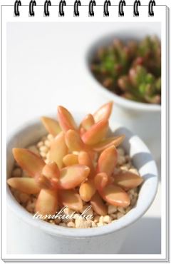  kTCY8cm|bg