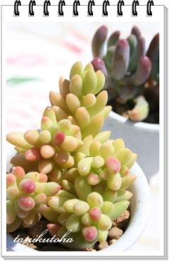 xX kTCY8cm|bg