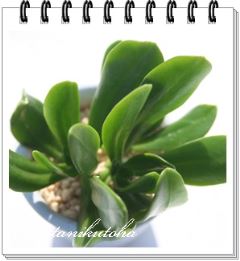 ��� �J�b�g�c