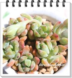 ���g���r���[�e�B�[ �J�b�g�c