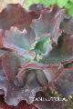 CujOhX LTCY8cm|bg