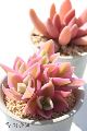 Ԗ LTCY8cm|bg