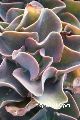 WW[ubh LTCY8cm|bg