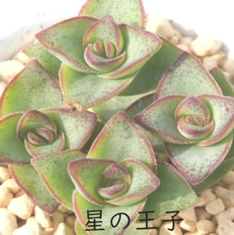 多肉植物 ＞ クラッスラ ＞ 星の王子 Lサイズ8cmポット