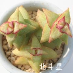kl kTCY8cm|bg