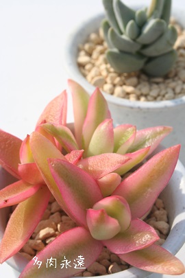 多肉植物 > クラッスラ > 火祭り錦 Lサイズ8cmポット 多肉植物 > クラッスラ > 火祭り錦 Lサイズ8cmポット