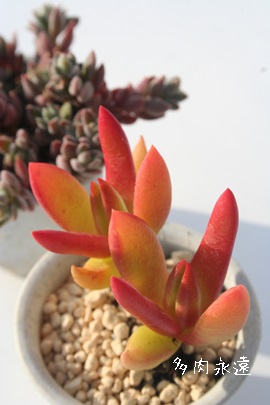 多肉植物カット苗　a ③多肉植物のカット苗セットをホームセンターで購入し植えたので