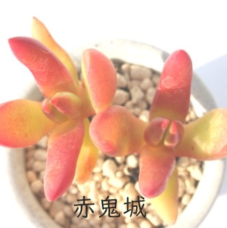 多肉植物 ＞ クラッスラ ＞ 赤鬼城 カット苗