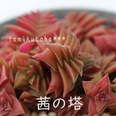 ̓ MTCY3