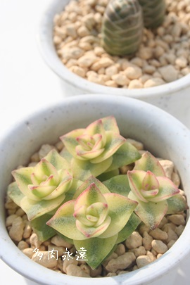 多肉植物 ＞ クラッスラ ＞ 南十字星 Mサイズ3個