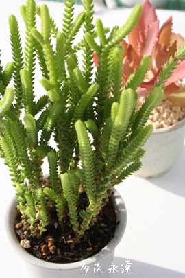 多肉植物 ＞ クラッスラ ＞ 若緑 カット苗